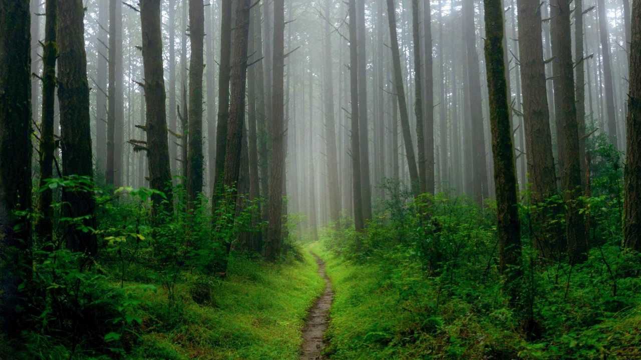 Narrow dirt trail winding through a misty evergreen forest with lush green ferns and mossy trees